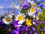 Pretty Daisies and Wildflowers