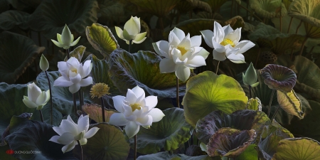 Lotuses - white, lotus, art, green, fantays, flower