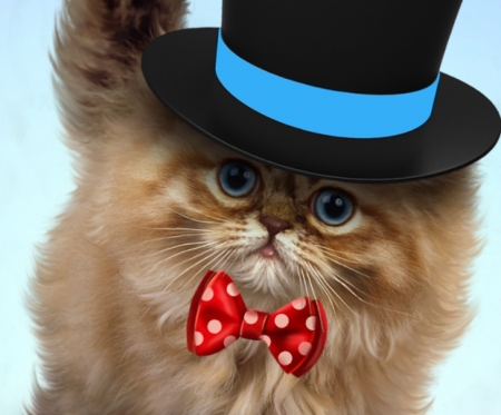 Fency kitten - hat, blue, creative, cat, black, pisica, animal, kitten, funny, red, cute, bow