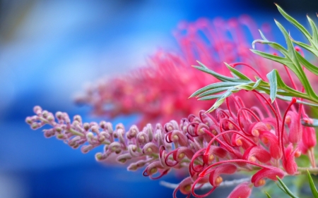 Pink flowers - grevillea, flower, pink, blue