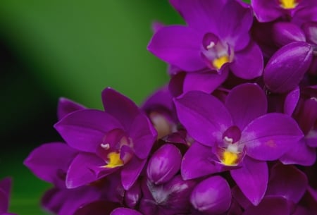 Orchids - orchid, flower, purple, green