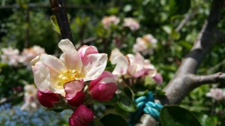 Blossom - Apple, Blossom, Flower, City of Bath