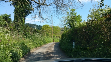 Running Wild - Sunday, Wild, Deer, City of Bath