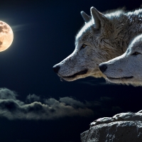 Full moon wolves.
