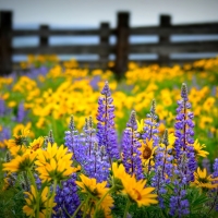 Wildflowers near the Fence