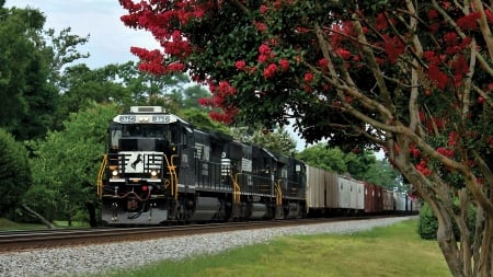 Norfolk Southern 8756 Passing Beautiful Tree - train, rails, southern, 8756, blossem, tree, norfolk