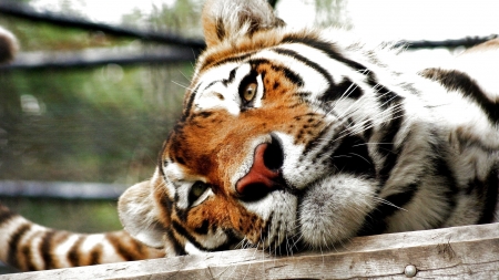 Tiger - black, white, animal, sleep, orange, tiger