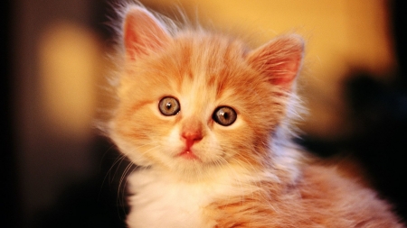 Cute Kitty Looking - cat, animal, looking, kitten