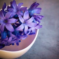 Violet Hyacinth Flowers