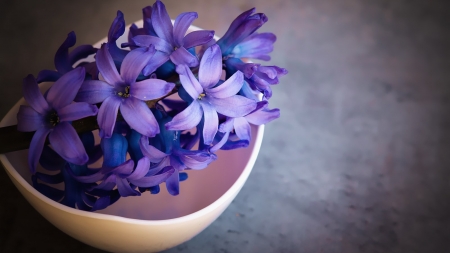 Violet Hyacinth Flowers