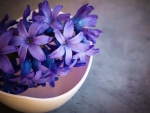 Violet Hyacinth Flowers