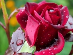 Drops on Red Rose