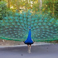 beautiful peacock