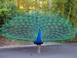 beautiful peacock