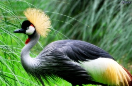 crowned crane - birds, crowned, crane, beautiful