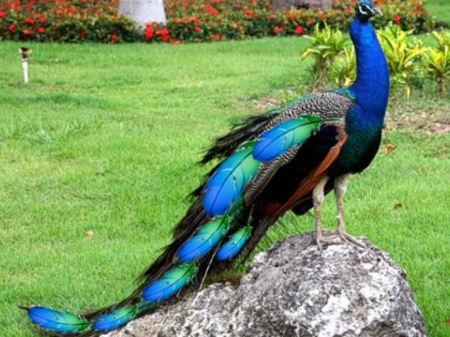 peacock - colorful, peacock, birds, beautiful