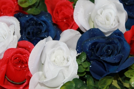 roses - white, flowers, blue, red