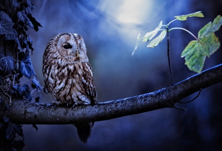 Night Owl - animal, moon, night, owl