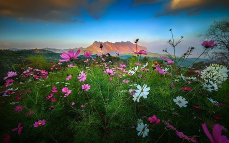 Pretty Wildflowers - sky, nature, mountain, wildflower