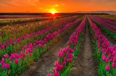 Tulips at sunset - summer, amazing, beautiful, lovely, flowers, tulips, sunset, field, fiery