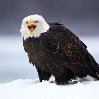 Big Eagle in Snowy Weather