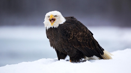 Big Eagle in Snowy Weather - eagle, snow, winter, animal, bird