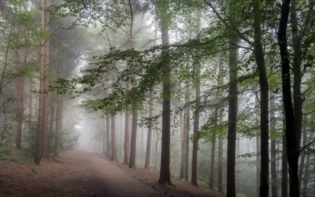 In the forest - forest, nature, tree, mist