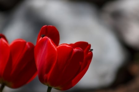 Tulip - nature, tulip, flower, red