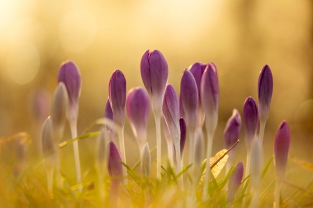 Wild Flowers - flower, purple, wild, amazing