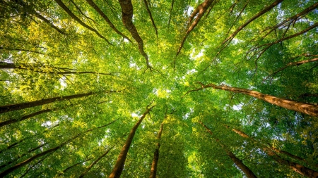 From bottom to top - nature, green, tree, forest