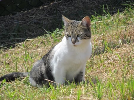 Local Domestic Cat - felines, kittens, cats, pets, domestic