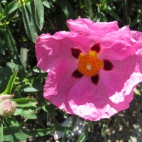 Pink Poppy