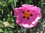 Pink Poppy