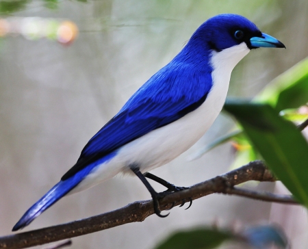 Blue Vanga - wildlife, beautiful birds, blue vanga, wildlife photography