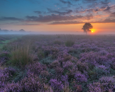 Misty Sunset,Netherlands - flowers, haze, nature, mist, spring, field