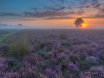 Misty Sunset,Netherlands