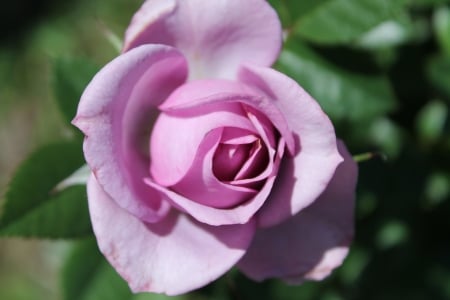 Rose - rose, flower, photo, nature