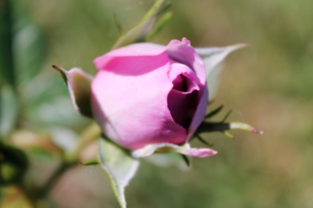 Rose bud - bud, photo, rose, flower