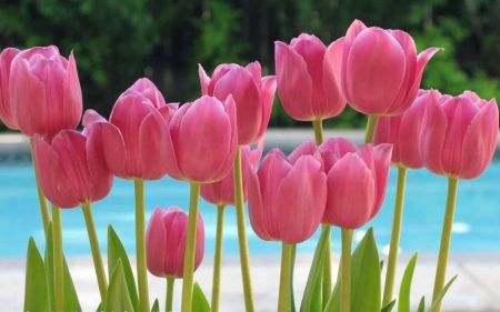 Tulips - flowers, tulips, nature, pink