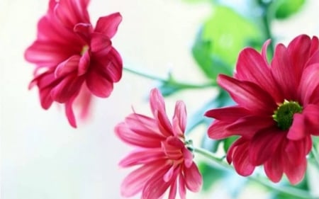 Beautiful flowers - pretty, backgrounds, light, flowers, white, nature, red, dahlias, wallpaper