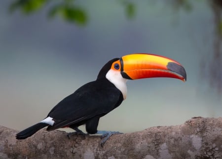 Toucan - bird, fauna, animal, Toucan, wildlife