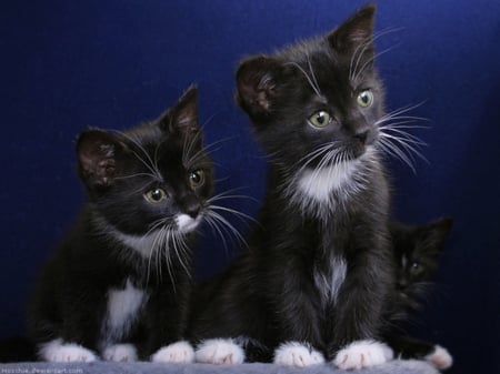 Cute Two Kittens - animal, kittens, cute, black and white, cat