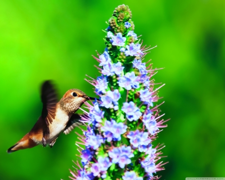 Hummingbird in the Wild - hummingbird, animal, bird, flowers, wild