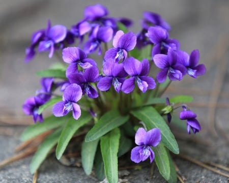 Purple Viola - flowers, viola, nature, macro, violet