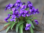 Purple Viola