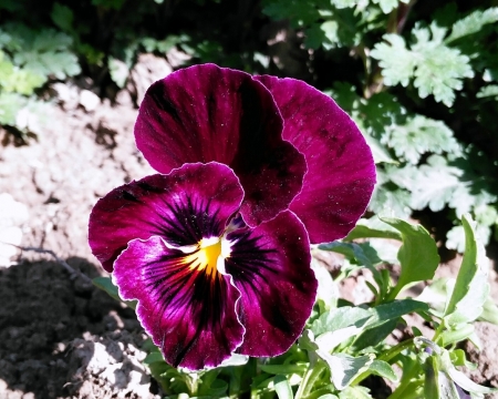 Purple Pansi - purple, petals, flowers, nature, pansi