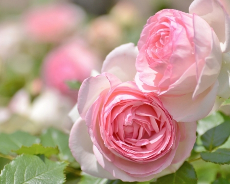 Tenderness - roses, pink, petals, tenderness, flowers, buds, nature