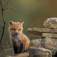 Fox cub