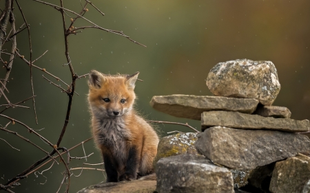 Fox cub - vulpe, stone, animal, cub, fox, rock, cute, baby