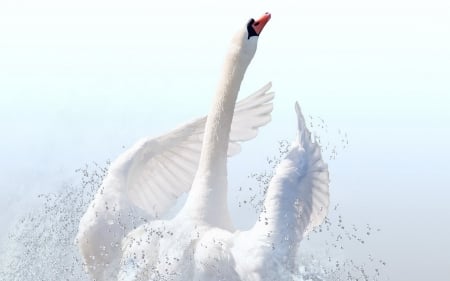 Swan - bird, lebada, white, swan, wings, pasare